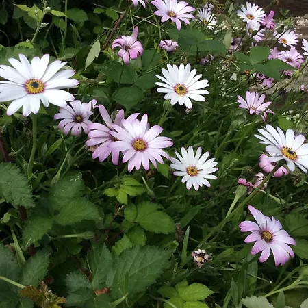 La Cahudiere * Saint-Martin-Landelles