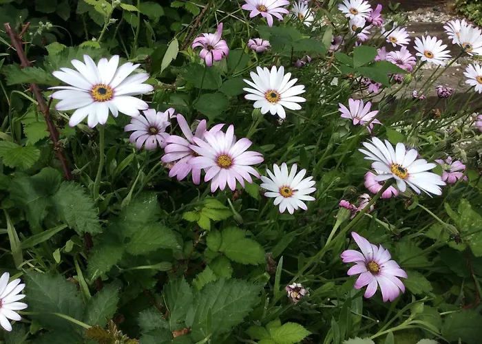 La Cahudiere * Saint-Martin-Landelles